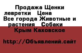 Продажа Щенки левретки › Цена ­ 40 000 - Все города Животные и растения » Собаки   . Крым,Каховское